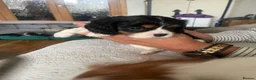 Cavalier King Charles Spaniel dogs for sale: Cavalier King Charles Spaniel KC Puppies - Advert 5