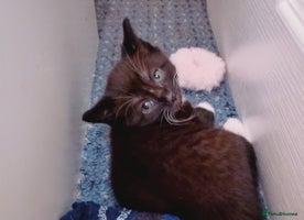 Mixed Breed cats - Advert 16