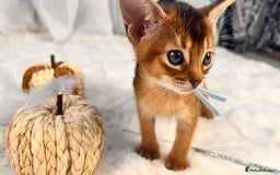 Abyssinian cats for sale: TICA champion line Abyssinian kittens  - Image 1