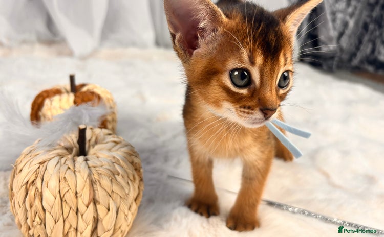 Abyssinian cats - Advert 4