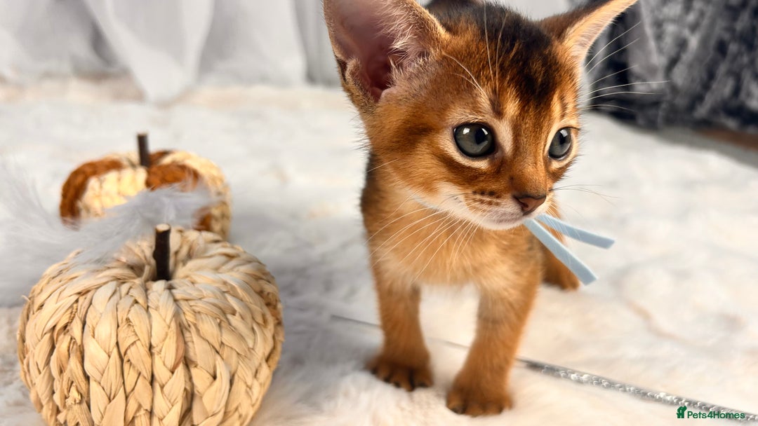 Abyssinian cats for sale: TICA champion line Abyssinian kittens  - Image 1