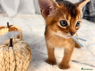 Abyssinian cats - Advert 1