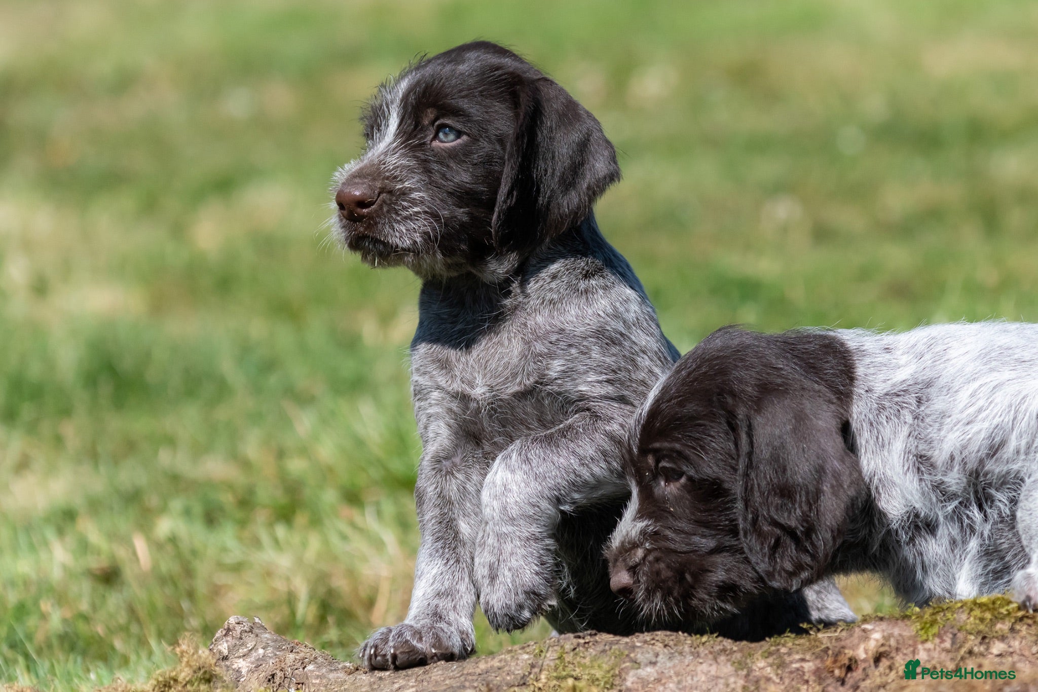 German Wirehaired Pointer dogs BEAUTIFUL HEALTHY KC REGISTERED GWP PUPS - Advert 2