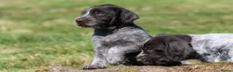 German Wirehaired Pointer dogs for sale: 1ST VACC GIVEN, HEALTH CHECKED KC REG GWP PUPS  - Advert 7