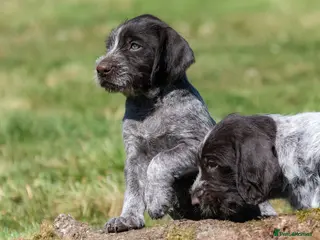 German Wirehaired Pointer dogs BEAUTIFUL HEALTHY KC REGISTERED GWP PUPS - Advert 2