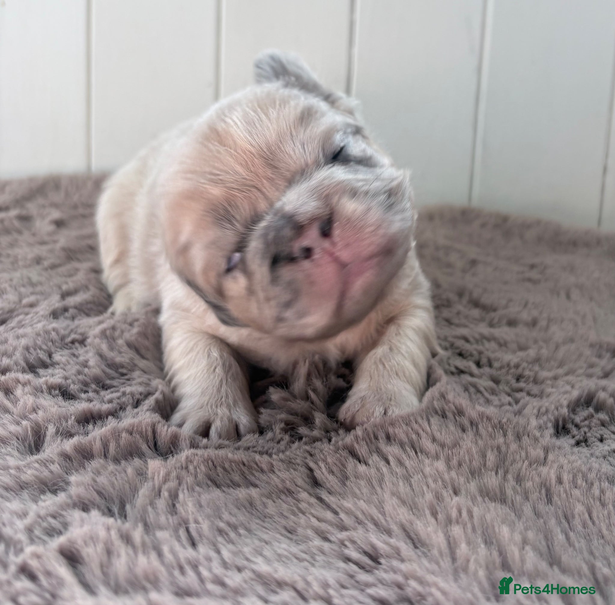French Bulldog dogs Beautiful French Bulldog puppies - family raised  - Advert 2