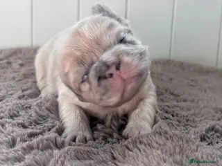 French Bulldog dogs Beautiful French Bulldog puppies - family raised - Advert 2