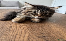 Persian cats for sale: Male Persian long haired cross kitten  - Advert 2