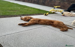 Cockapoo dogs for sale: Great cockapoo male pup - Image 2