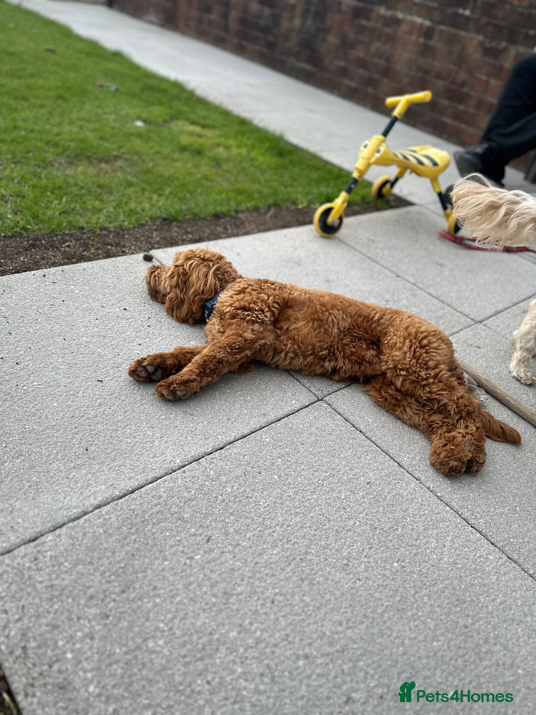 Cockapoo dogs for sale: Great cockapoo male pup - Image 2