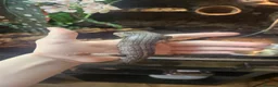 Skink reptiles for sale: Pink toungh skinks  - Advert 6