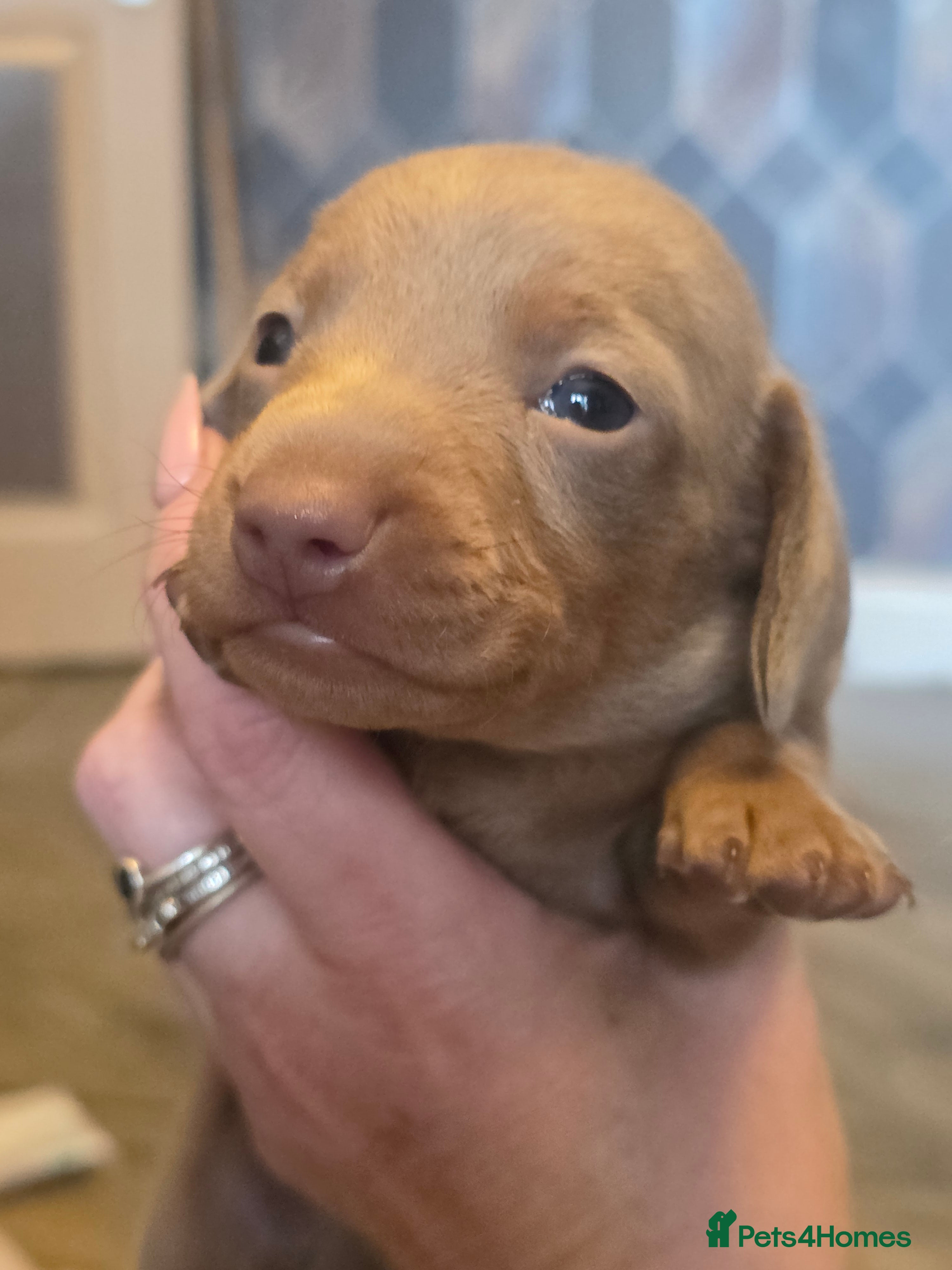 Dachshund dogs Minature Daschund babies - Advert 8