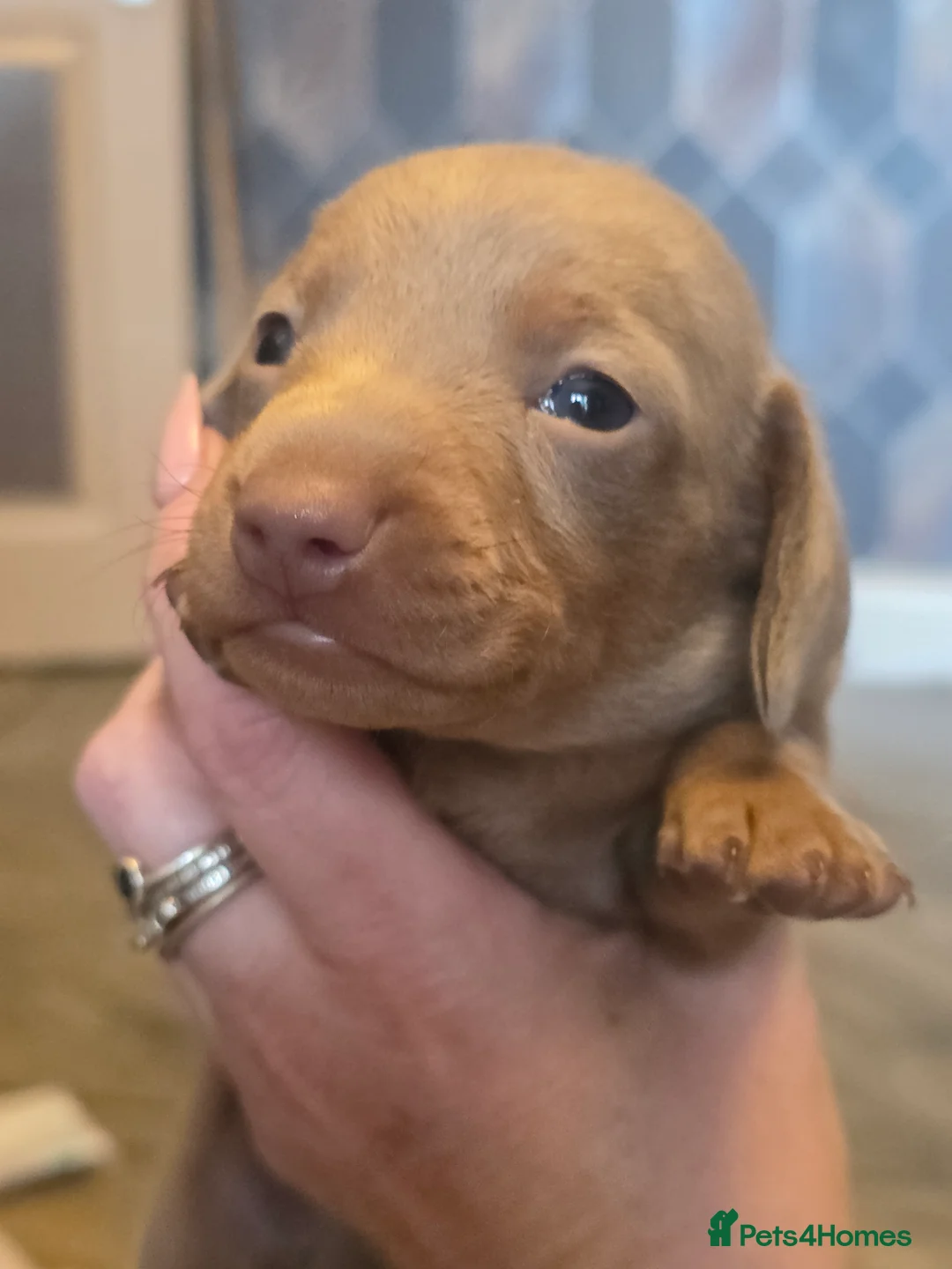 Dachshund dogs for sale: Minature Daschund babies - Advert 1