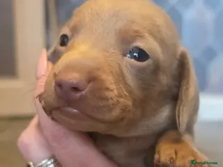 Dachshund dogs Minature Daschund babies - Advert 5