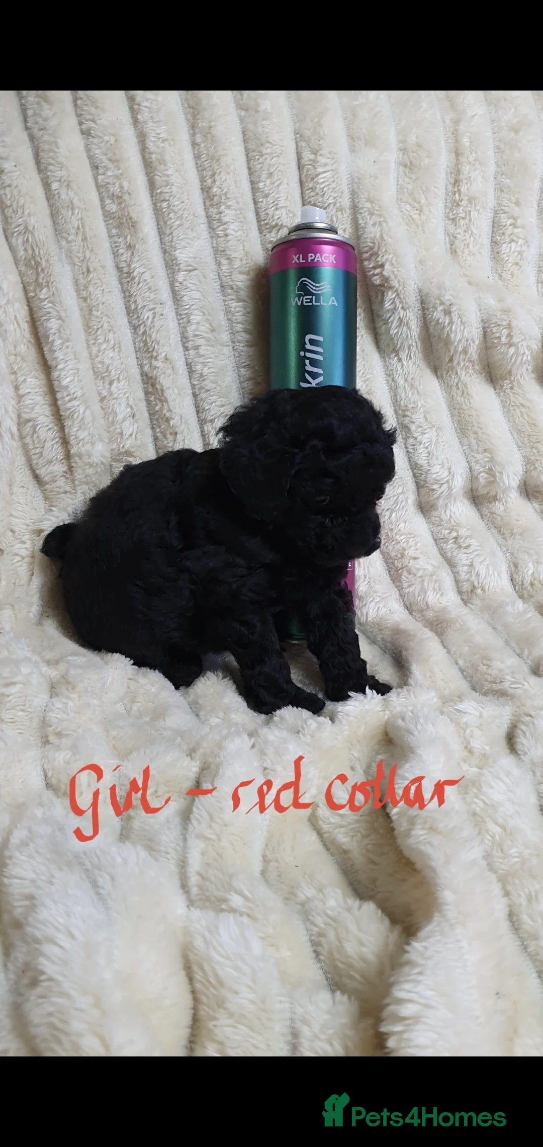 Toy Poodle dogs for sale: Tiny Toy Poodle puppies ready to leave 1st March - Advert 13