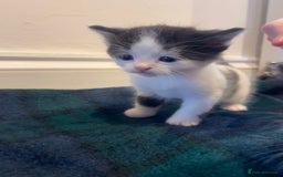 Domestic Shorthair cats for sale: Black & white kittens ready 15th December  - Advert 5