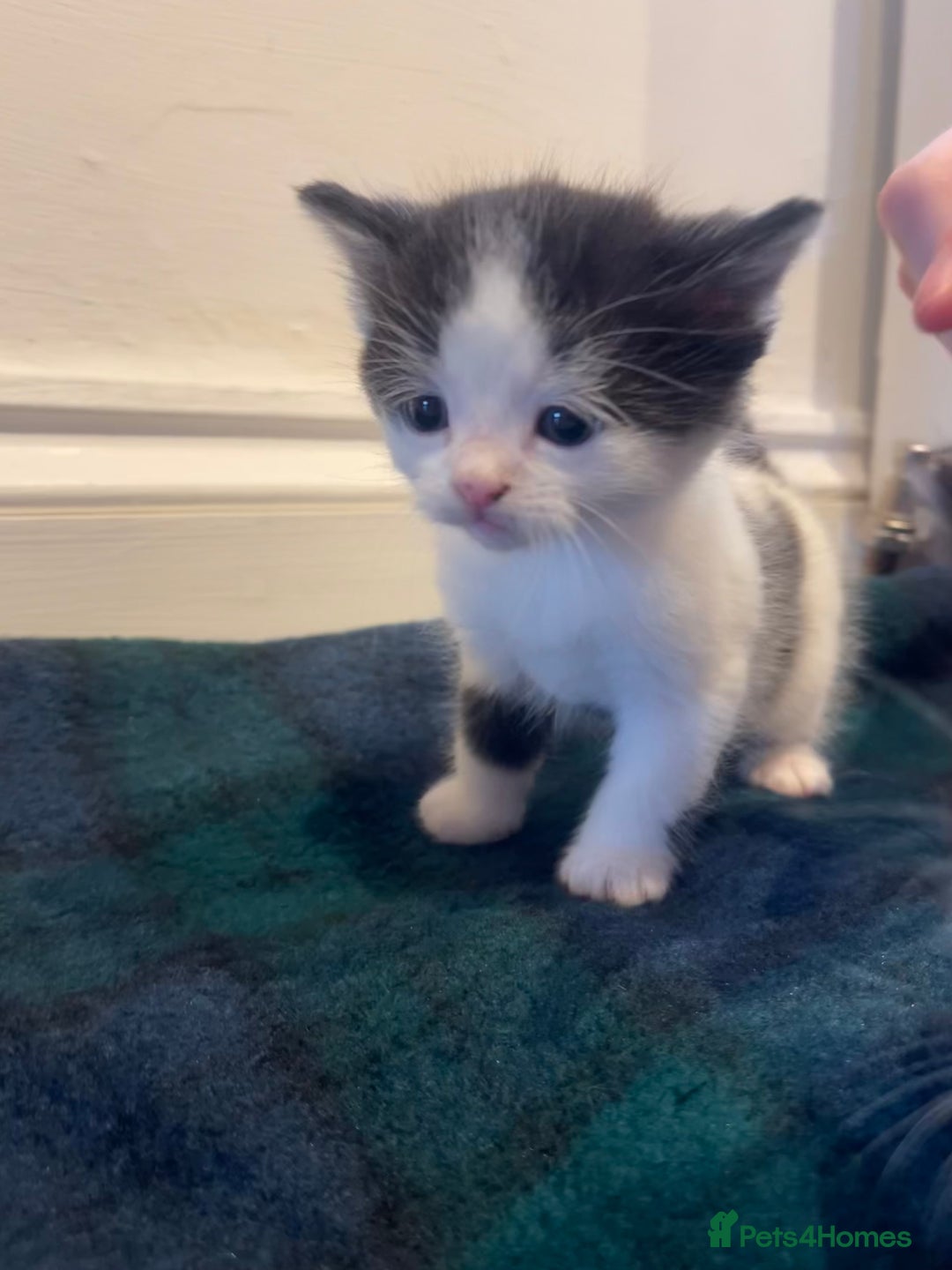 Domestic Shorthair cats for sale: Black & white kittens ready 15th December  - Advert 5