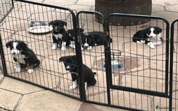 Smooth Collie dogs for sale: Collie x kelpie pups - Image 2