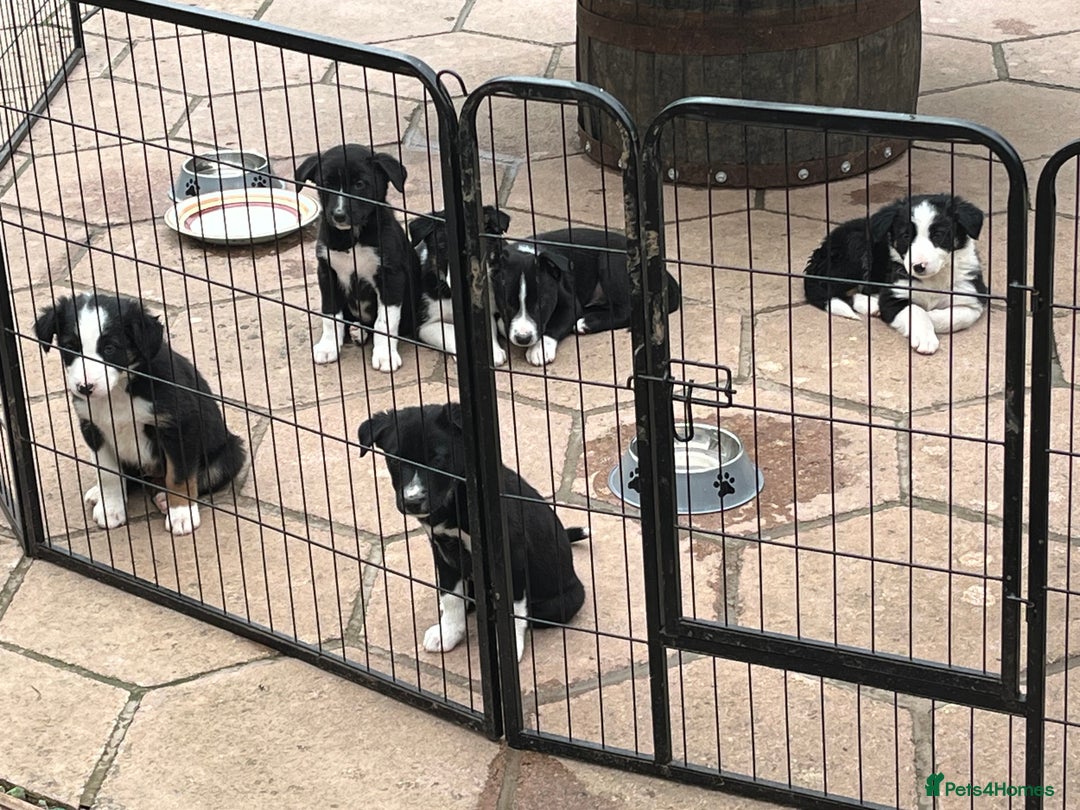 Smooth Collie dogs for sale: Collie x kelpie pups - Image 2