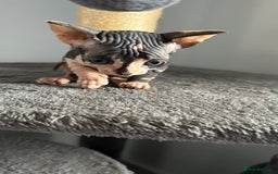 Sphynx cats for sale: Amazing colour Sphynx - Image 25