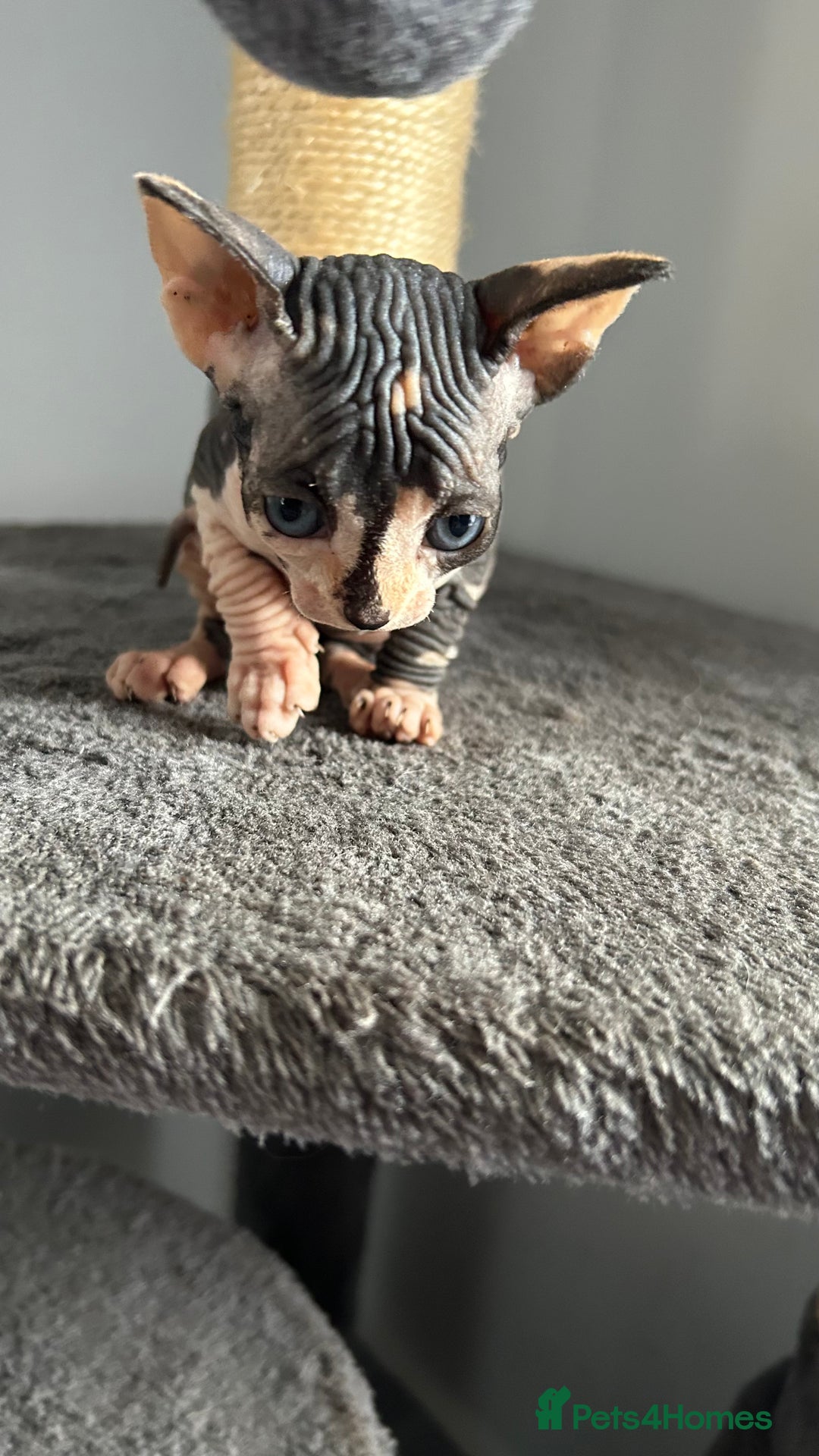 Sphynx cats for sale: Amazing colour Sphynx - Image 25