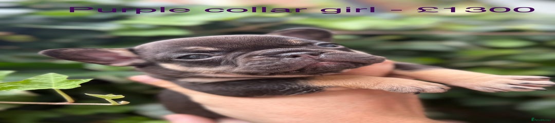 Purple collar girl