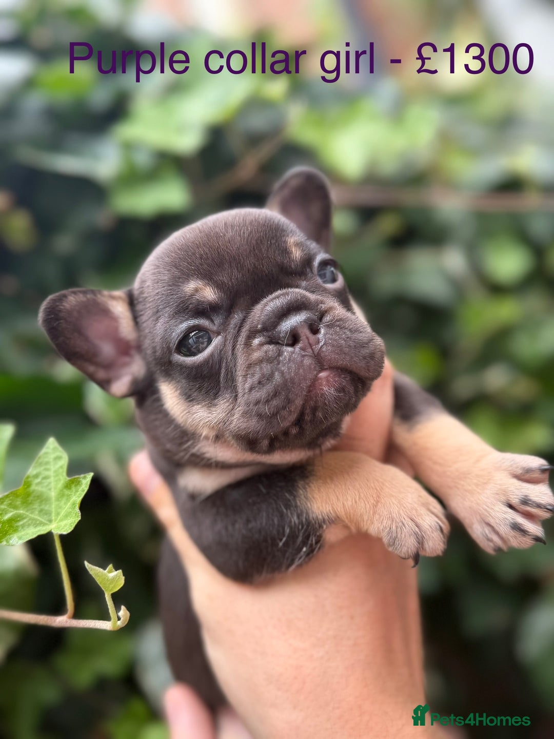 French Bulldog dogs for sale: French bulldog puppies for sale - Image 4