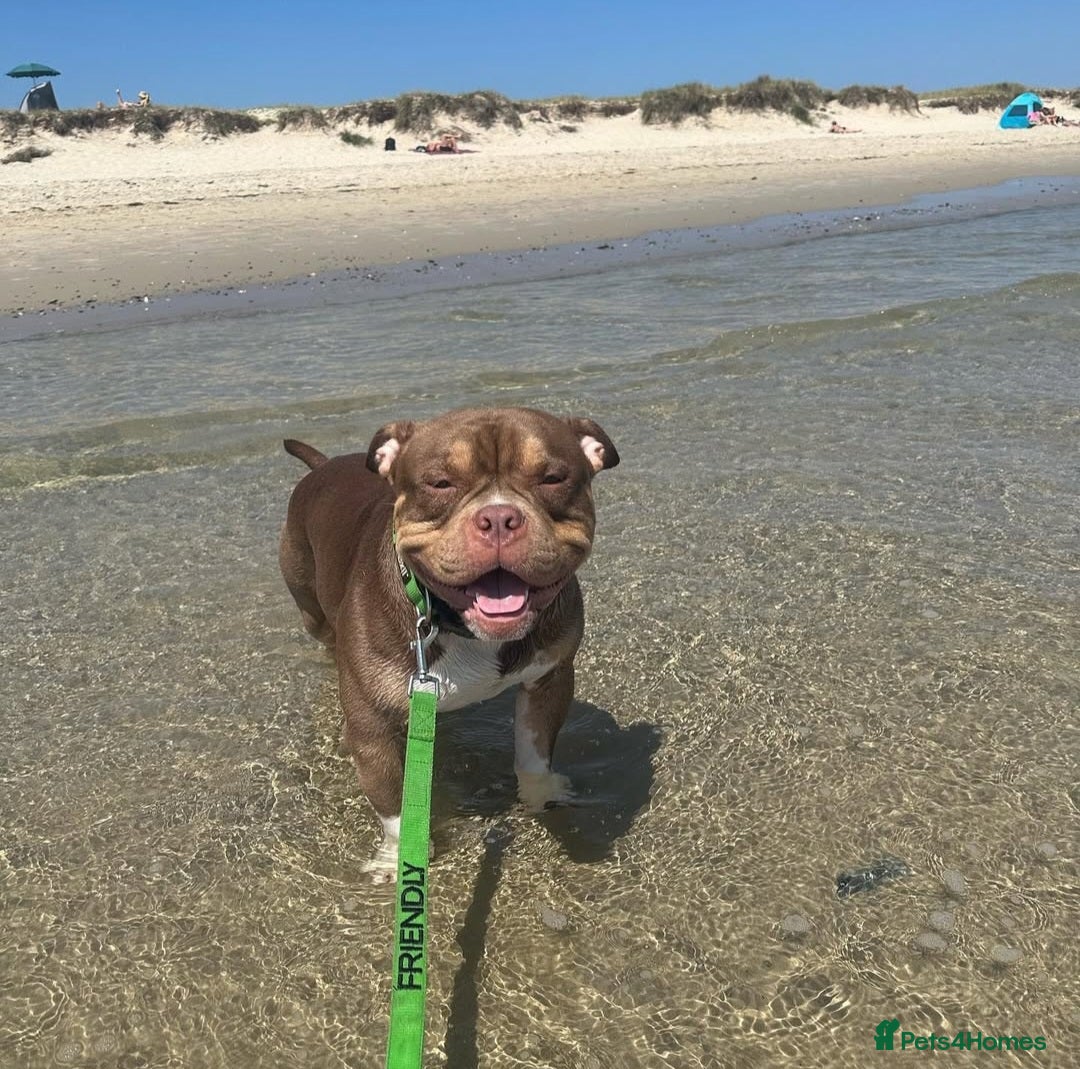 American Bully dogs for stud: STUD ABKC American Pocket Bully  - Advert 4