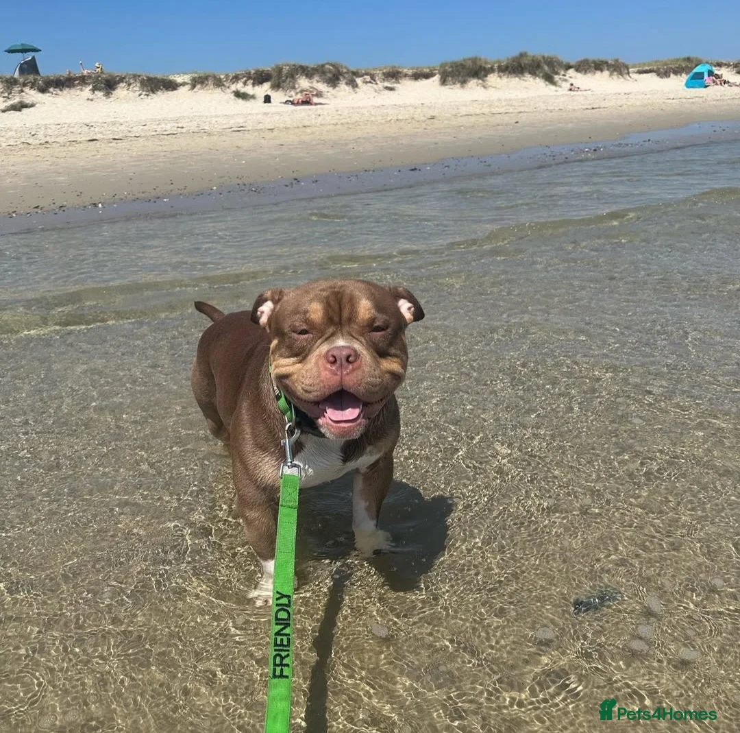 American Bully dogs for stud: STUD ABKC American Pocket Bully  - Advert 4