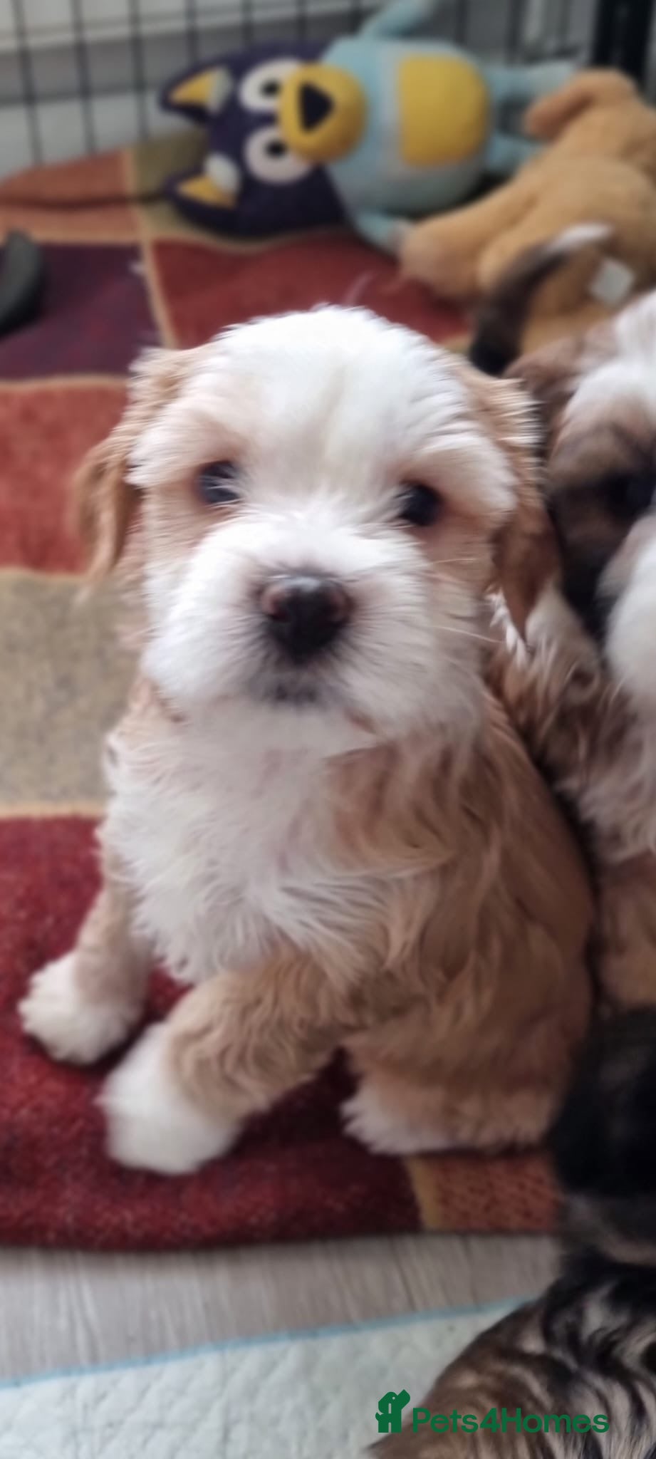 Tibetan Terrier dogs Last Female  Stunning Tibetan Terrier Puppies ! - Advert 1
