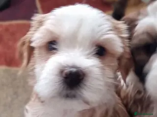 Tibetan Terrier dogs Last Female Stunning Tibetan Terrier Puppies ! - Advert 5