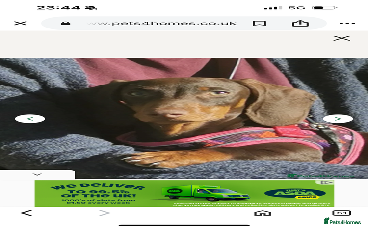 Dachshund dogs - Advert 3