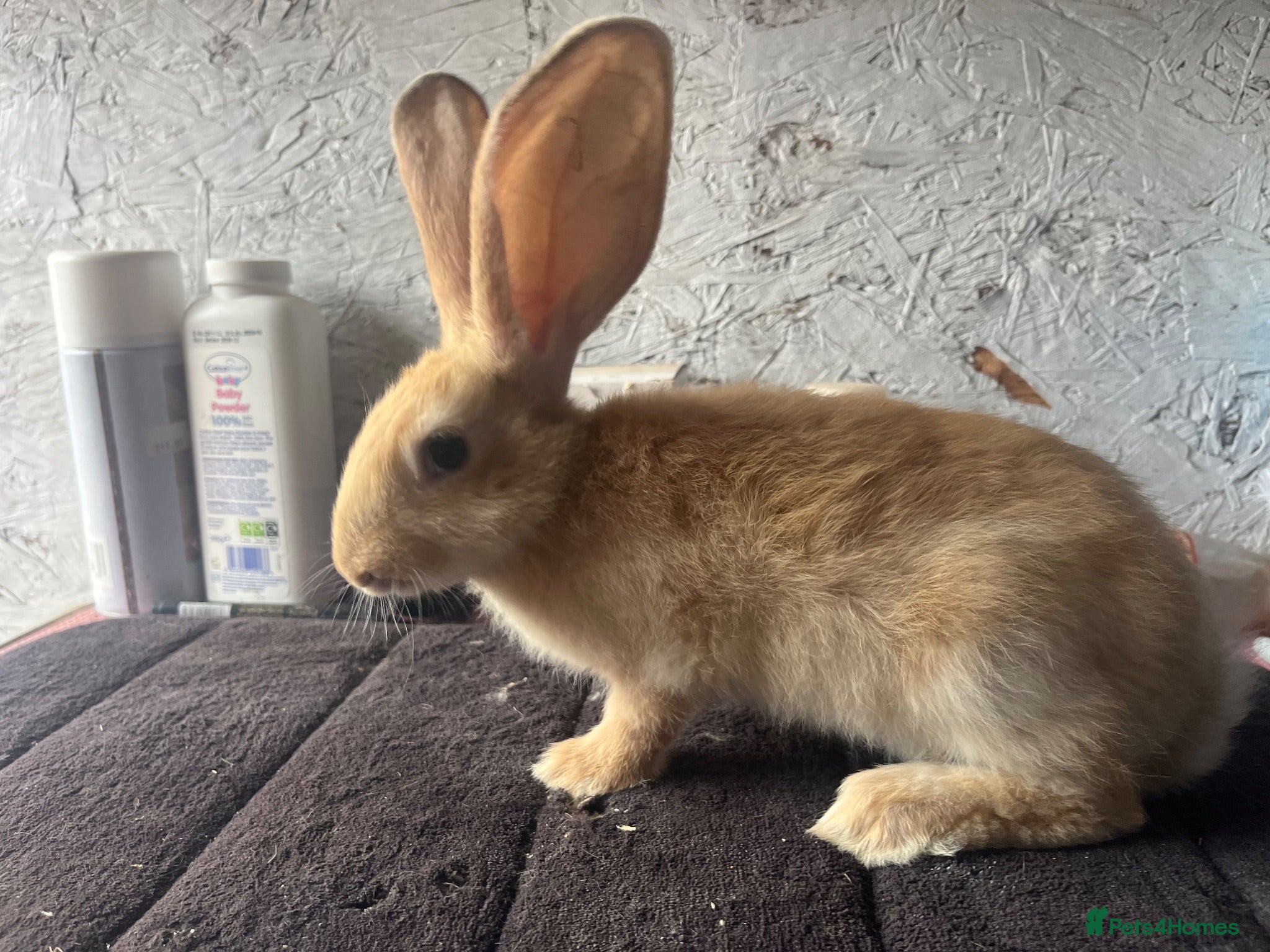 Continental Giant rabbits Continental giants  - Advert 1