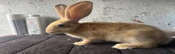 Continental Giant rabbits for sale: Continental giants  - Advert 1