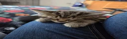 Mixed Breed cats for sale: 3 beautiful kittens for sale - Advert 4