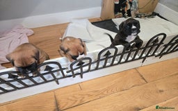 Boxer dogs for sale: KC PEDIGREE BOXER PUPPIES  - Image 28