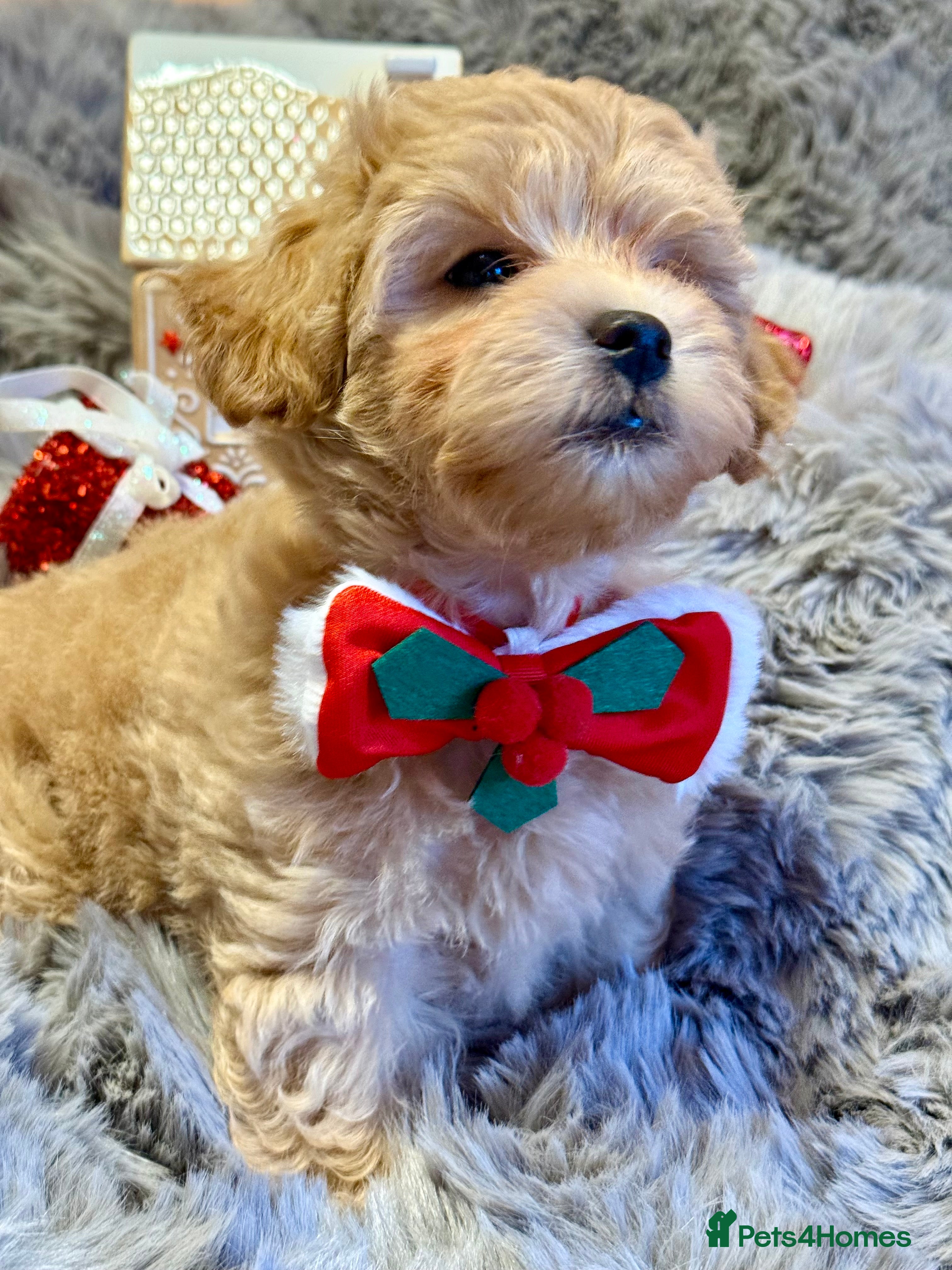 Maltipoo dogs F1 Beautiful Maltipool Puppies - Advert 17