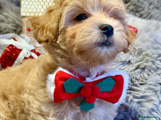 Maltipoo dogs F1 Beautiful Maltipool Puppies - Advert 15