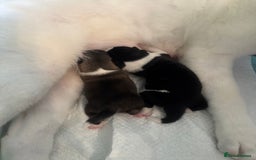 Akita dogs for sale: 2 Akita puppies 1 female 1 male  - Image 1