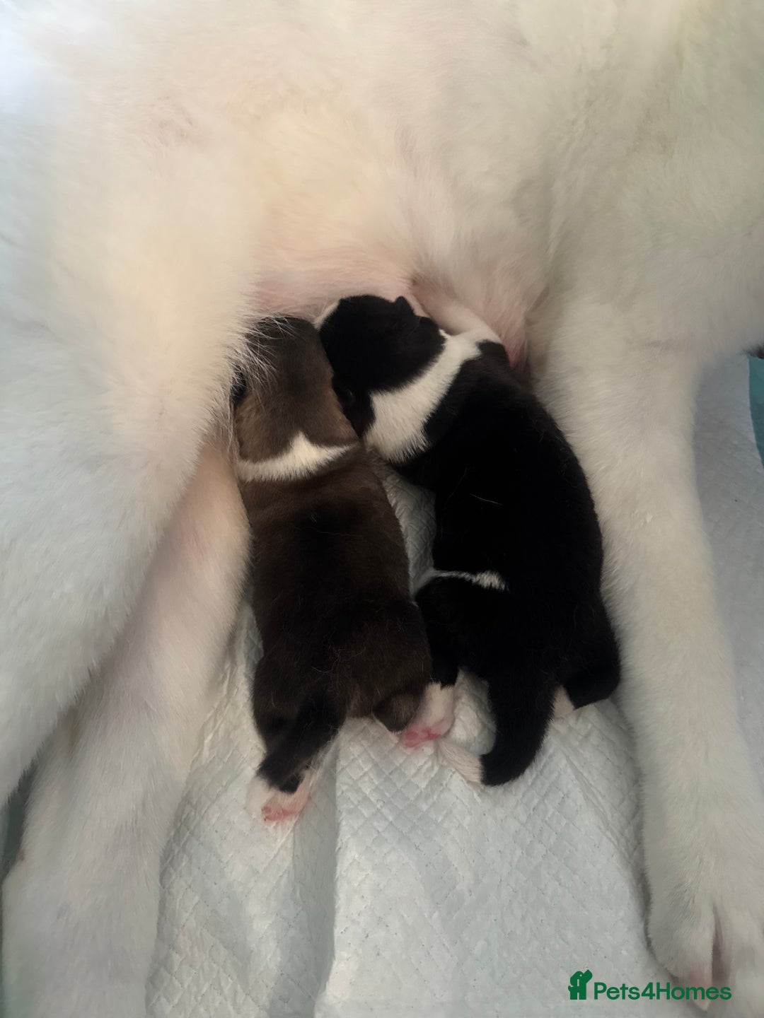 Akita dogs for sale: 2 Akita puppies 1 female 1 male  - Image 1