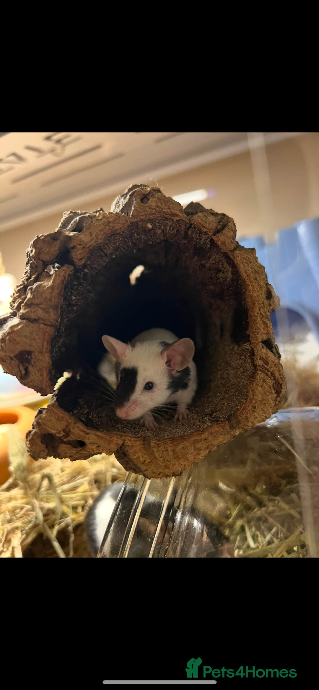 Mouse rodents for sale: Single female mouse  - Image 2