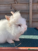 Lionhead rabbits Two male and two female - Advert 12