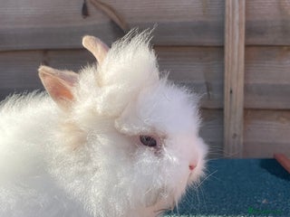 Lionhead rabbits Two male and one female - Advert 5