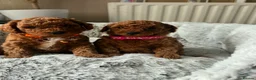Toy Poodle dogs for sale: Beautiful Toy poodle  - Advert 7