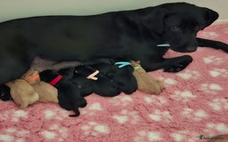 Labrador Retriever dogs for sale: Stunning Pure Labrador retriever puppies - Image 2