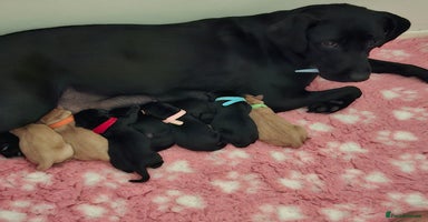 Labrador Retriever dogs - Advert 2