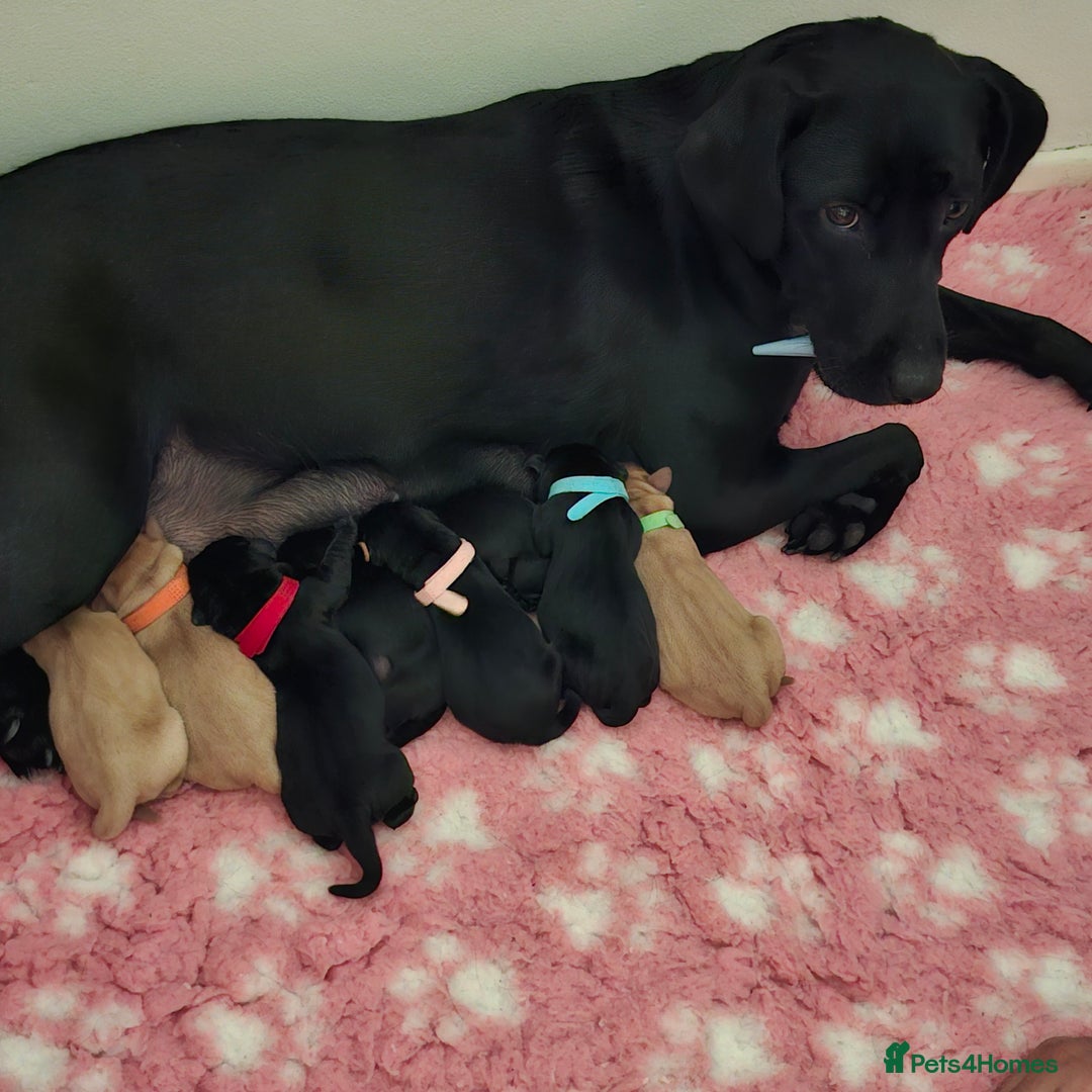 Labrador Retriever dogs for sale: Stunning Pure Labrador retriever puppies - Image 2
