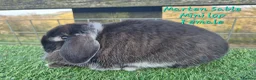 Mini Lop rabbits for sale: Various Adult Mini Lops - Advert 2