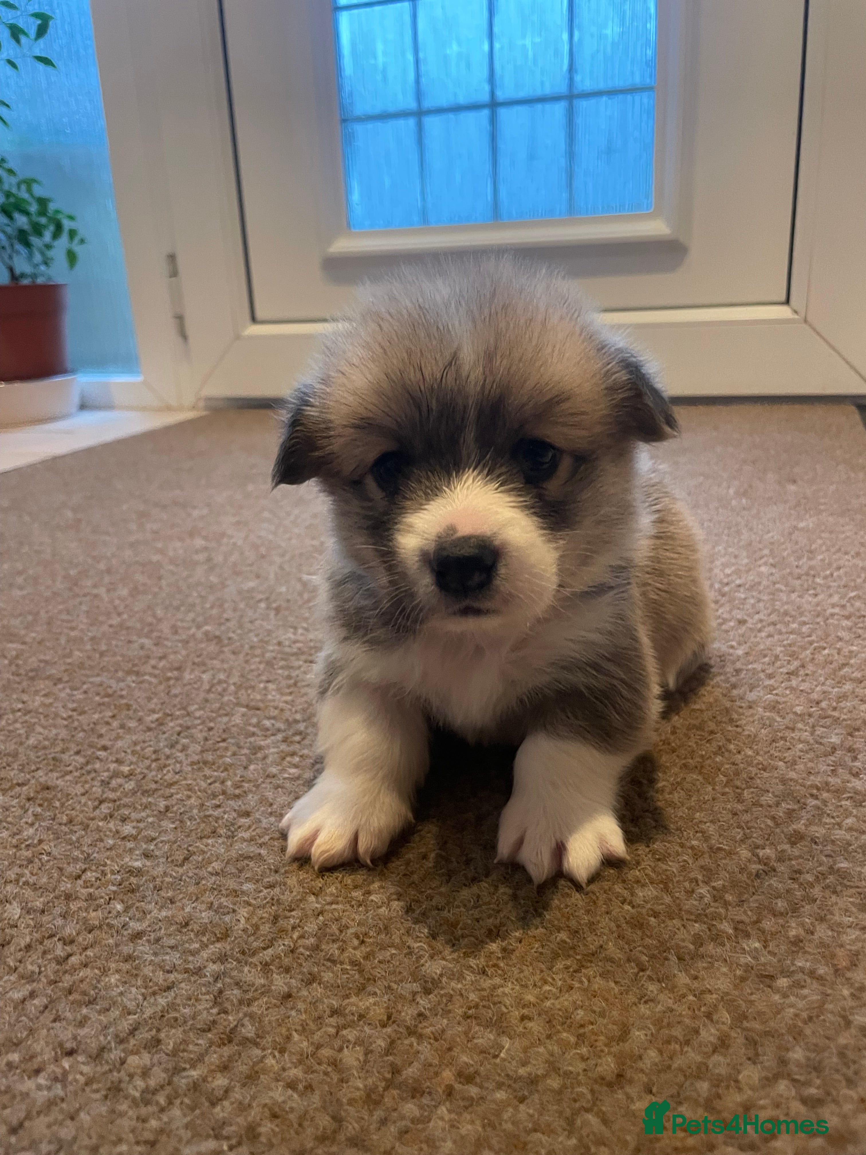 Welsh Corgi Pembroke dogs KC REG PEMBROKESHIRE CORGIS 1 MALE AVAILABLE - Advert 2