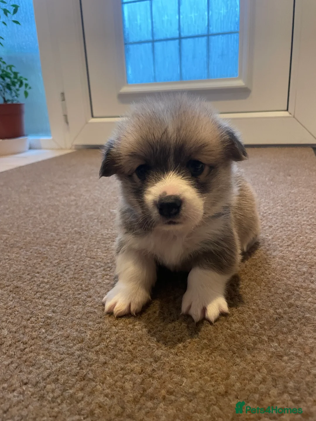 Welsh Corgi Pembroke dogs for sale: KC REG PEMBROKESHIRE CORGIS 1 MALE AVAILABLE - Advert 1